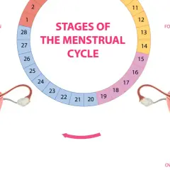 Cykl menstruacyjny: faza lutealna, owulacja, faza folikularna i menstruacja. Schemat przedstawia narządy rozrodcze i etapy cyklu.