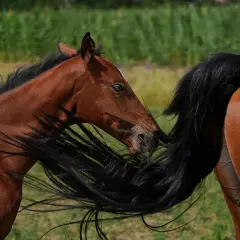 Brązowy koń, być może arabski, bawi się czarną grzywą innego konia. Rasy koni w całej okazałości.