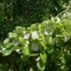 Rami di un tiglio albero carichi di foglie verdi e luminose, con piccoli boccioli che promettono fiori profumati.