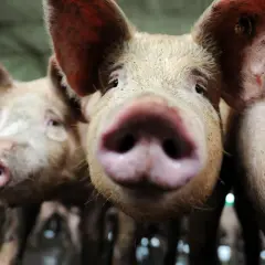 Gros plan sur des cochons curieux. L'un d'eux semble vouloir manger humain, son museau rose à l'avant-plan.