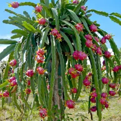En planta av hylocereus undatus, full av rosa drakfrukter, hänger från sina gröna stammar mot en blå himmel.