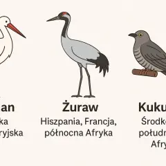 Ilustracja przedstawia bociana, żurawia i kukułkę, pokazując jakie ptaki odlatują na zimę do Afryki.