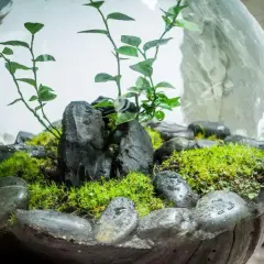 Miniaturowe terrarium w szklanej kuli z mchem, kamieniami i roślinami.