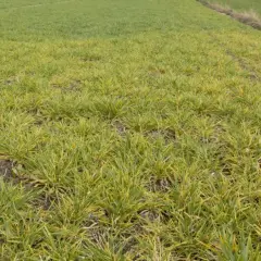 Pole obsiane jęczmieniem ozimym, z widocznymi żółtymi przebarwieniami na liściach.