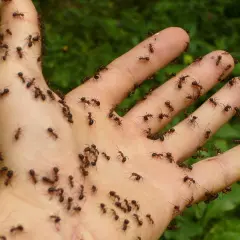 Una mano cubierta de hormigas, como si fuera un sueño con hormigas.