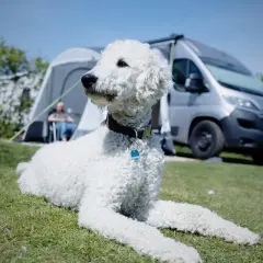 Un caniche gigante blanco descansa en el césped, con una caravana y una tienda de campaña al fondo.
