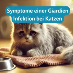Traurige Katze mit traurigen Augen, die auf einem Teppich liegt. Daneben ein Glas Wasser und ein Napf. Text: "Symptome einer Giardien Infektion bei Katzen".