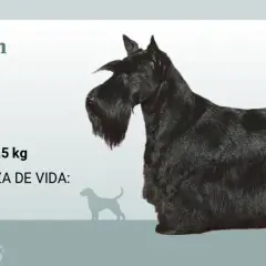 Un terrier escocés negro, con su característico pelaje y barba, posa junto a información sobre su tamaño, peso y esperanza de vida.