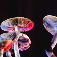 Jak uprawiać grzyby psylocybinowe? Prawo i pełny poradnik