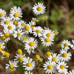 Ein Feld voller Kamille Arten. Die kleinen weißen Blüten mit gelben Zentren sind im Sonnenlicht zu sehen.