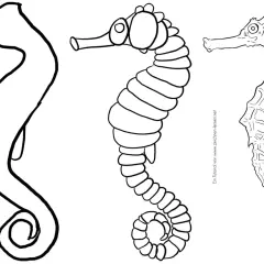 Tres dibujos de animales marinos: un boceto de caballito de mar, uno con detalles y otro más realista.