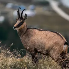 Kozica górska, jedno z majestatycznych zwierząt górskich, stoi na tle krajobrazu.