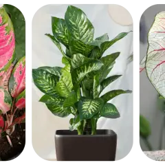 Aglaonema o różowych liściach, zielona dracena i kaladium z czerwonymi żyłkami. Do uprawy aglaonemy najlepsza będzie lekka, przepuszczalna ziemia.