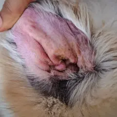 Oreille de chien rouge et irritée, avec des sécrétions jaunâtres, signe d'une otite. Un doigt écarte doucement le poil pour mieux visualiser.