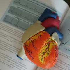 Model serca na otwartej książce z wykresami EKG. Nauka o tym, jak działa ekg serca, staje się prostsza.