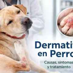 Perro con dermatitis en patas, siendo examinado por un veterinario. La imagen muestra la inflamación y enrojecimiento característicos de la dermatitis en perros.