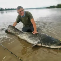 Mężczyzna z ogromnym sumem na płytkiej wodzie. Pokazuje, jak złowić suma, trzymając go za ogon. Wędka leży obok.