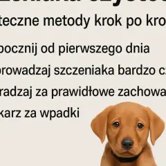 Jak często wyprowadzać szczeniaka? Plan nauki czystości krok po kroku