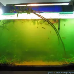 Un aquarium avec une eau verte et trouble, des plantes aquatiques et de petits poissons.
