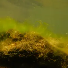 Sous l'eau, des algues microscopiques forment un tapis verdâtre sur un fond sombre, avec de fines bulles d'air.