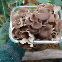 En hand i en grön, stickad vante håller en glasbehållare fylld med färska ostronskivlingar. Bakom syns frodiga gröna blad och en broccoliplanta, vilket antyder en lyckad odling av svamp.