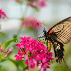 Ein großer Schmetterling mit orange-schwarzen Flügeln sitzt auf leuchtend pinken Blüten.