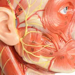 Anatomisches Modell des Kopfes mit Muskeln, Nerven und Blutgefäßen. Zeigt die Komplexität des Kiefers, relevant für die Osteopathie.