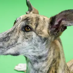 Ein gestromter Windhund mit aufmerksamen Augen und großen Ohren, der gerade versucht, stubenrein zu werden.