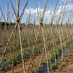 Filari di canne di bambù a forma di A, ideali per capire come legare i pomodori in modo che crescano forti e sani.