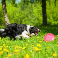 Energiczny border collie goni frisbee na łące pełnej mniszków. Właściwe szkolenie to klucz, jak wytresować border collie do takich zabaw.