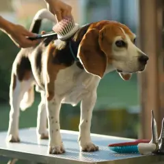 Czy beagle gubią sierść? Odkryj, jak zminimalizować linienie