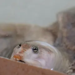 Una tortuga cuello de serpiente emerge curiosa del agua, con sus ojos redondos y su hocico distintivo.