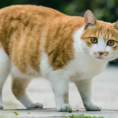 Pomarańczowo-biały kot, który wygląda, jakby potrzebował pomocy w tym, jak odchudzić kota.