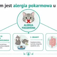 Grafika wyjaśnia, czym jest alergia pokarmowa u kota: reakcja układu odpornościowego, objawy (swędzenie, wymioty, biegunka) i różnica od nietolerancji.