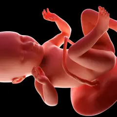 Płód w 34 tygodniu ciąży, z uwagą na jego rozwinięte dłonie i stopy, przygotowuje się do przyjścia na świat.