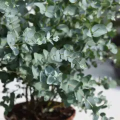 Un arbuste d'eucalyptus intérieur aux feuilles rondes et bleutées, apportant une touche de fraîcheur et de nature à votre espace.