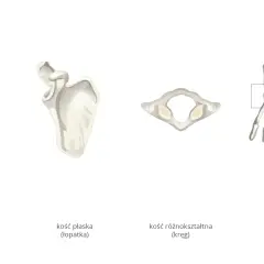Różne rodzaje kości: długa (ramienna), płaska (łopatka), różnokształtna (kręg) i krótkie (nadgarstka).