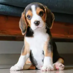 Jak wytresować beagle, aby uniknąć frustracji i osiągnąć sukces