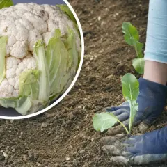 Ręce w rękawiczkach sadzą młode rośliny kalafiora. Obok dojrzała główka kalafiora.