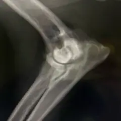Radiografía de un codo canino mostrando signos de displasia de codo en perros, con irregularidades en la articulación.