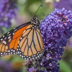 Motyl monarcha żeruje na fioletowych kwiatach budlei dawida odmiany.