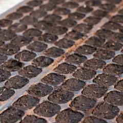 Taca z ziemią i nasionami, gotowa do wysiewu w marcu. Czas zacząć planować, co siać w marcu, by cieszyć się plonami.