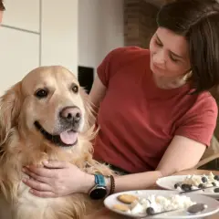Zastanawiasz się, czy psy mogą jeść ser biały? Ten złoty retriever wygląda, jakby chętnie spróbował!