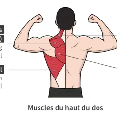 Illustration anatomique des muscles du dos, montrant les trapèzes et le grand dorsal pour la musculation.