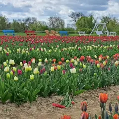 Kolorowy pole tulipanów pomorskie zachwyca odcieniami czerwieni, bieli i fioletu. W tle widać ławki i huśtawkę.