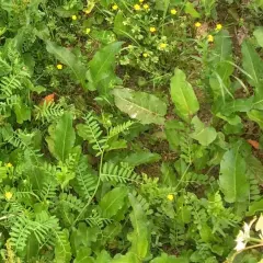Prairie envahie par le rumex et d'autres mauvaises herbes. Des petites fleurs jaunes parsèment la végétation.