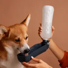 Un adorable corgi boit de l'eau d'une gamelle portable. Il semble que mon chien boit beaucoup, il a toujours soif !