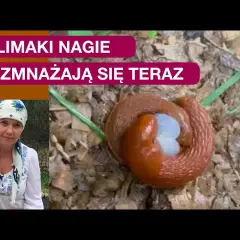 Winniczki: Jak się rozmnażają? Od hermafrodytyzmu po jaja