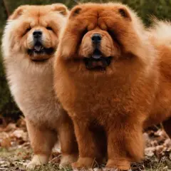 Chow Chow: Ile kosztuje? Pełne koszty zakupu i utrzymania psa