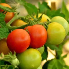 Grappe de tomates rouges et vertes, certaines encore immatures, sur leur pied feuillu.